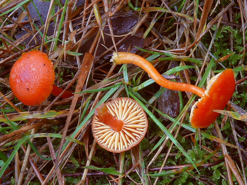 Hygrocybe miniata 04